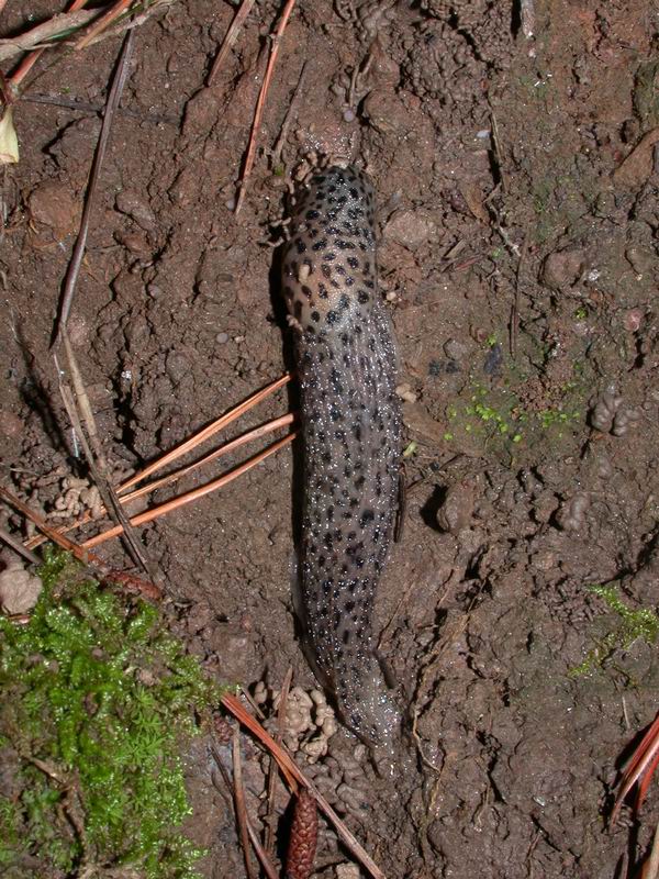 Limax  cf.maximus del Pco. Naz. della Castagniccia - Corsica